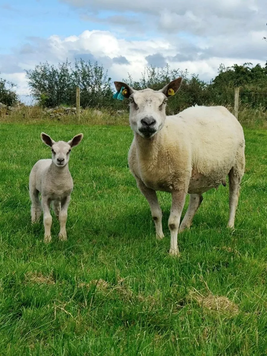 Ewe and lamb - Image 4