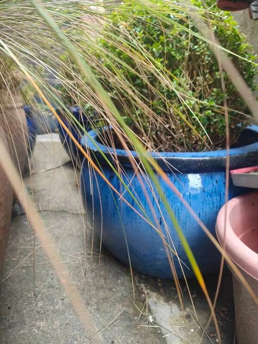 Garden glazed pots - Image 1