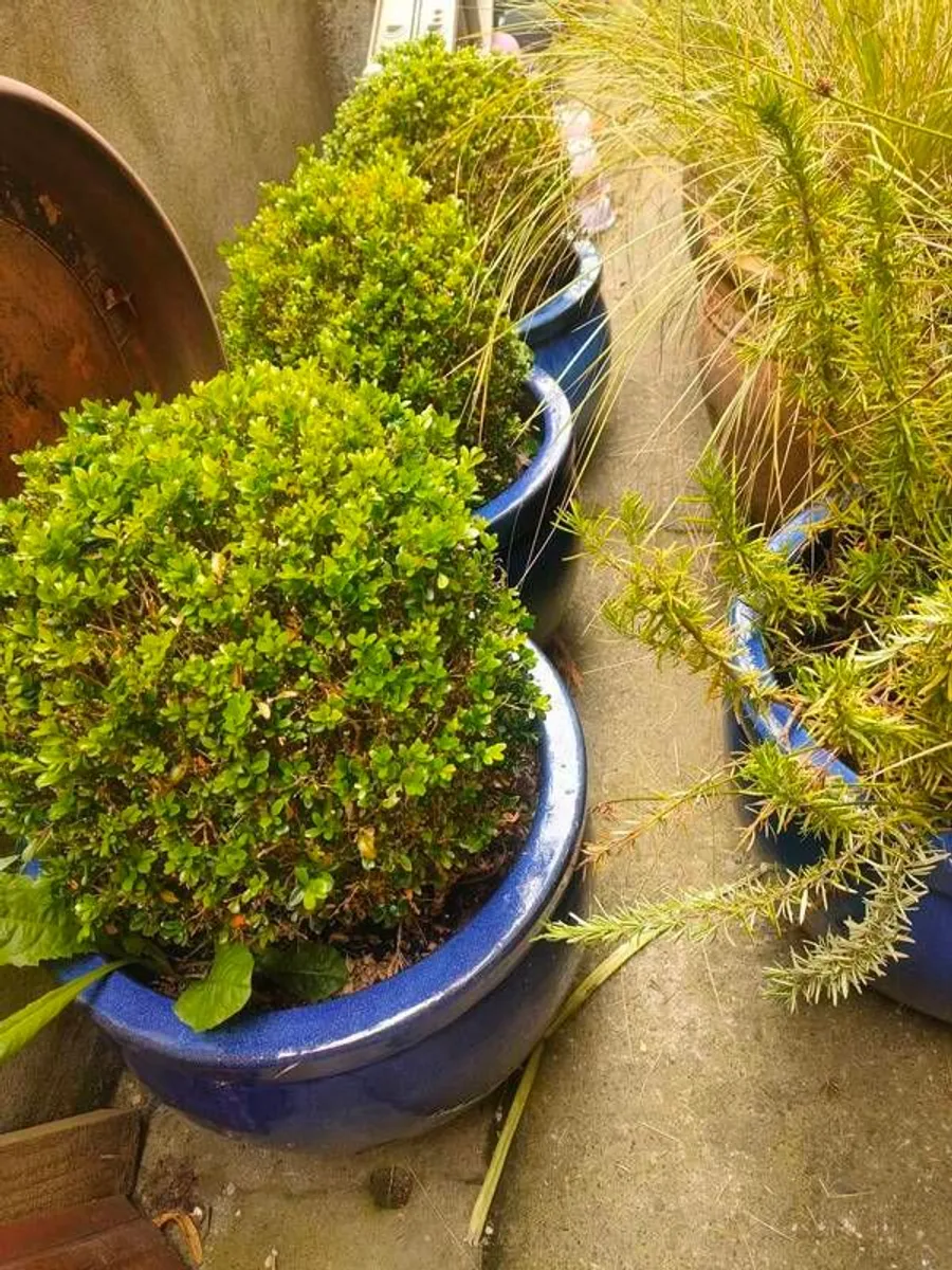 Garden glazed pots - Image 2