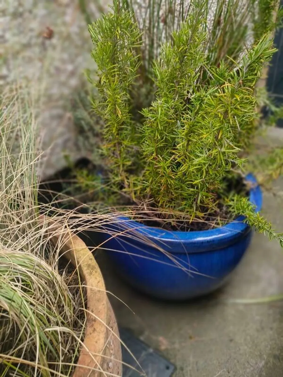 Garden glazed pots - Image 3