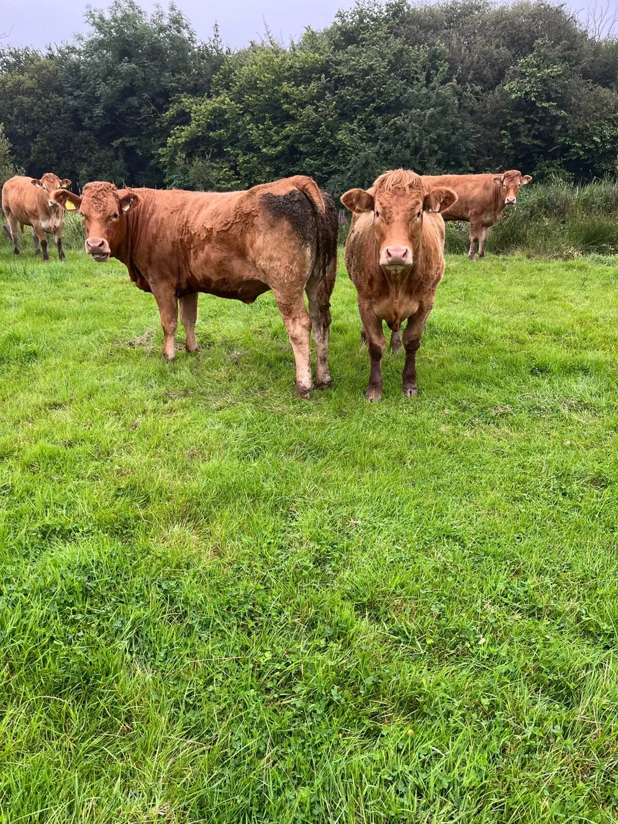 Top class Springers - Image 1