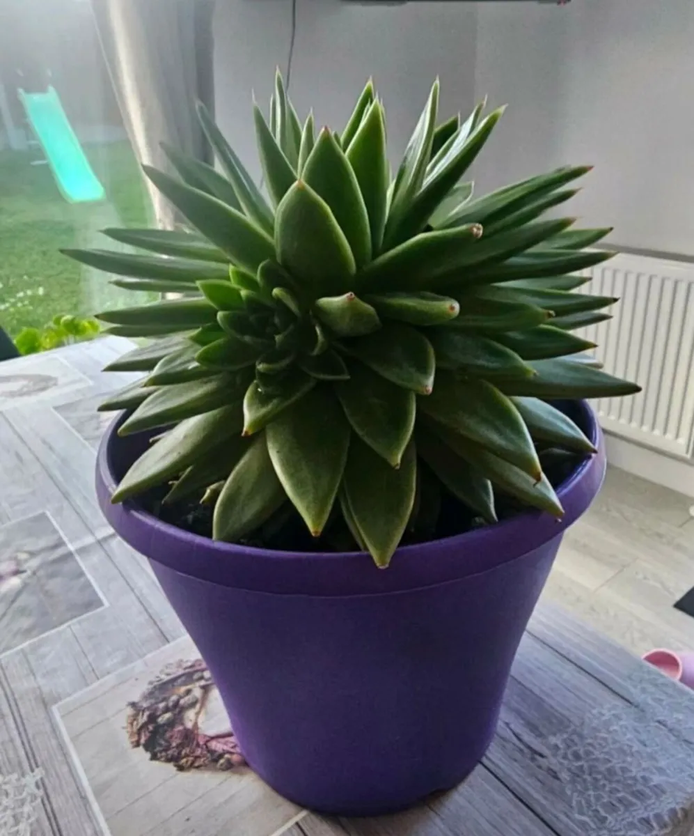 Flower - Image 1