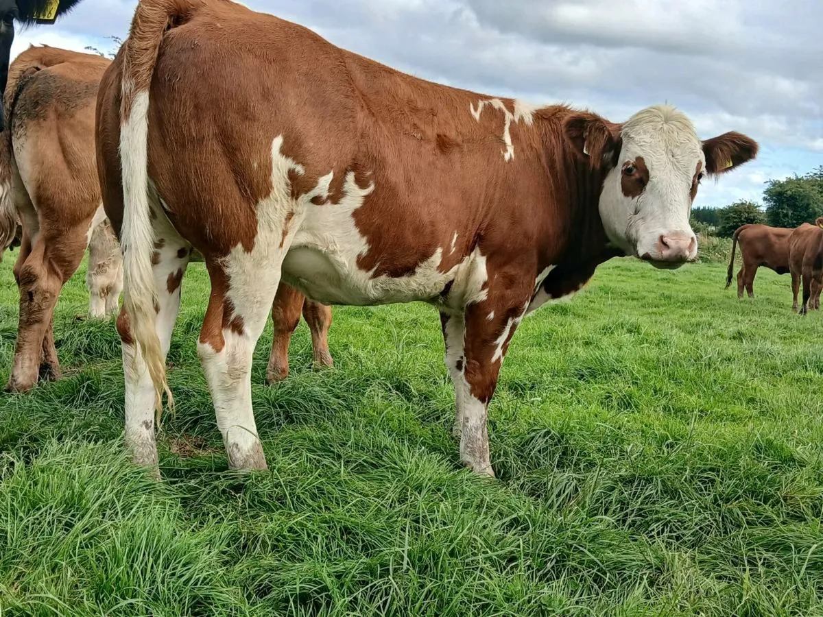 🌟 2 Super Roan Heifer 🌟 - Image 1