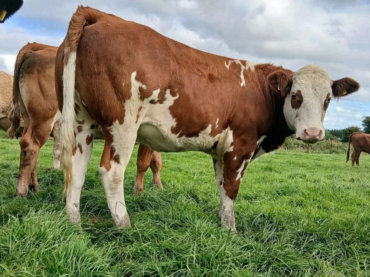 🌟 2 Super Roan Heifer 🌟 - Image 2