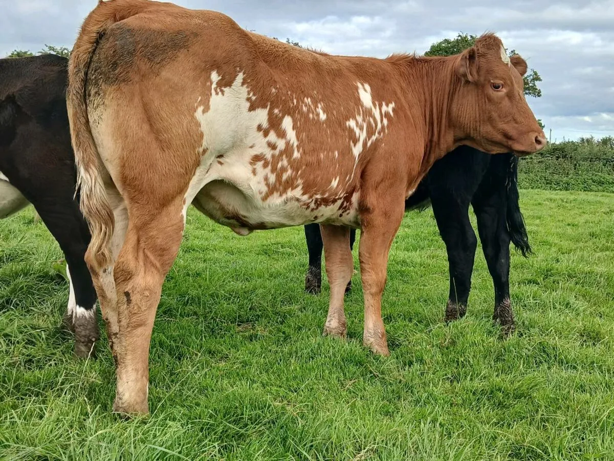 🌟 2 Super Roan Heifer 🌟 - Image 4