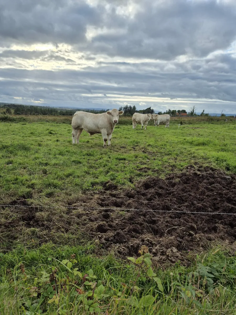 Charolais Bullocks - Image 1
