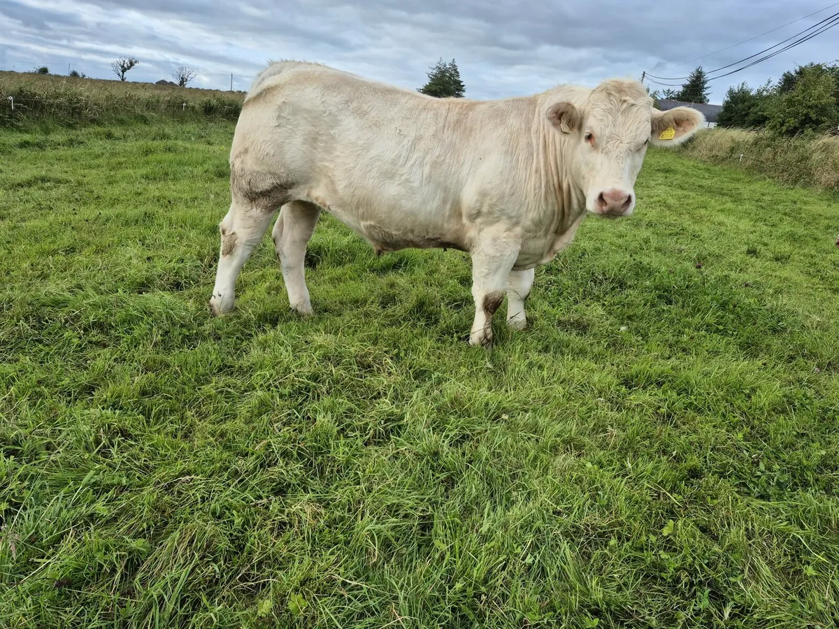 Charolais Bullocks - Image 2