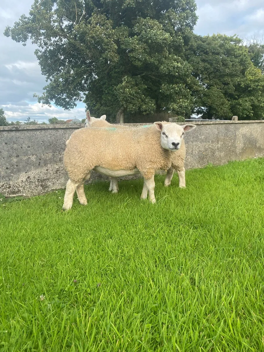 Pb texel ram lambs - Image 1