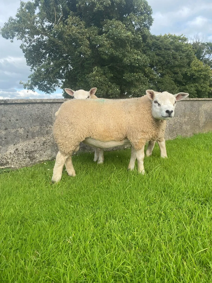 Pb texel ram lambs - Image 2