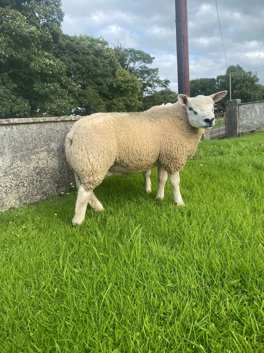Pb texel ram lambs - Image 3