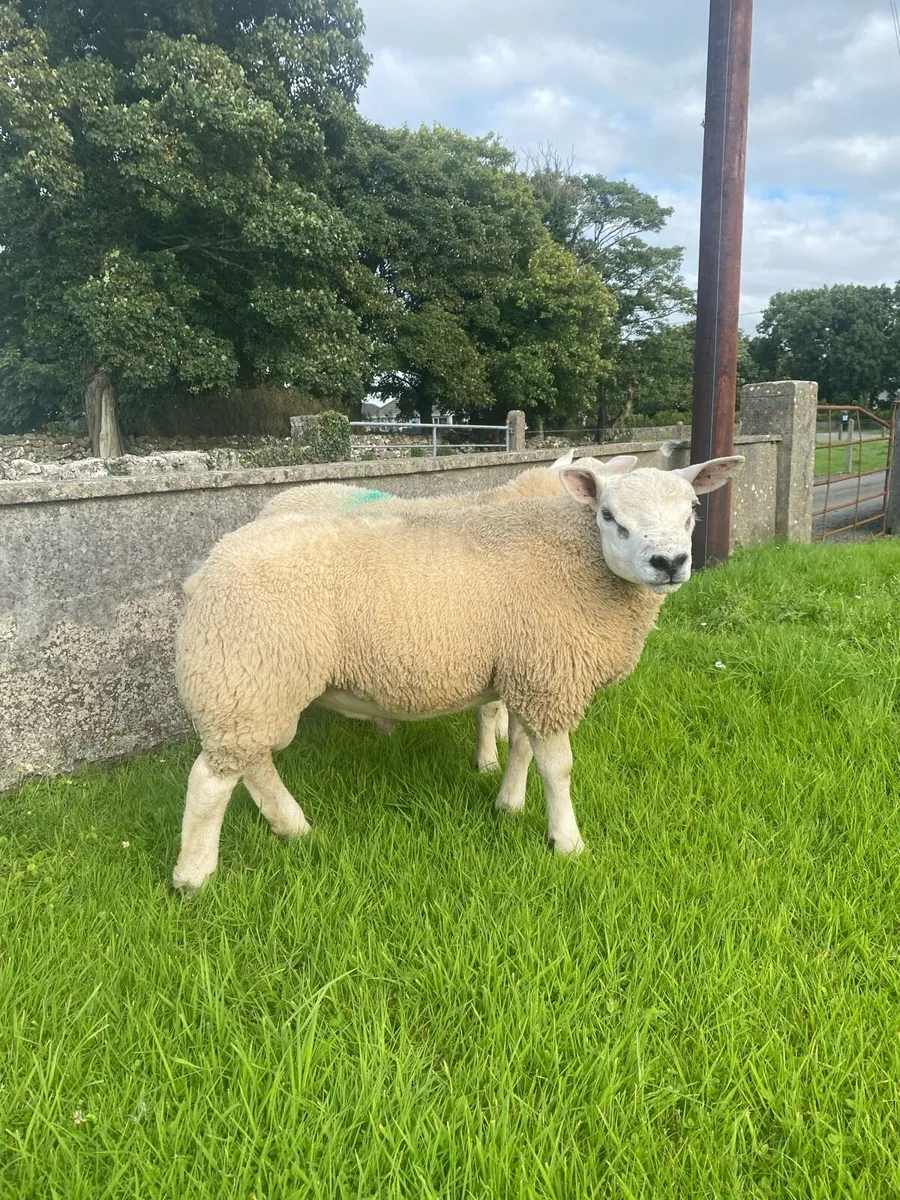 Pb texel ram lambs - Image 4