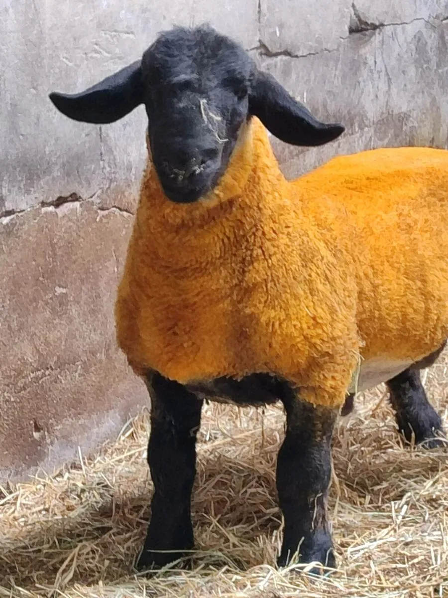 Suffolk Ram Lambs - Image 1