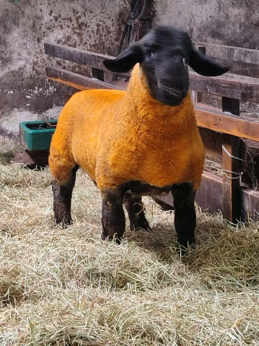 Suffolk Ram Lambs - Image 3