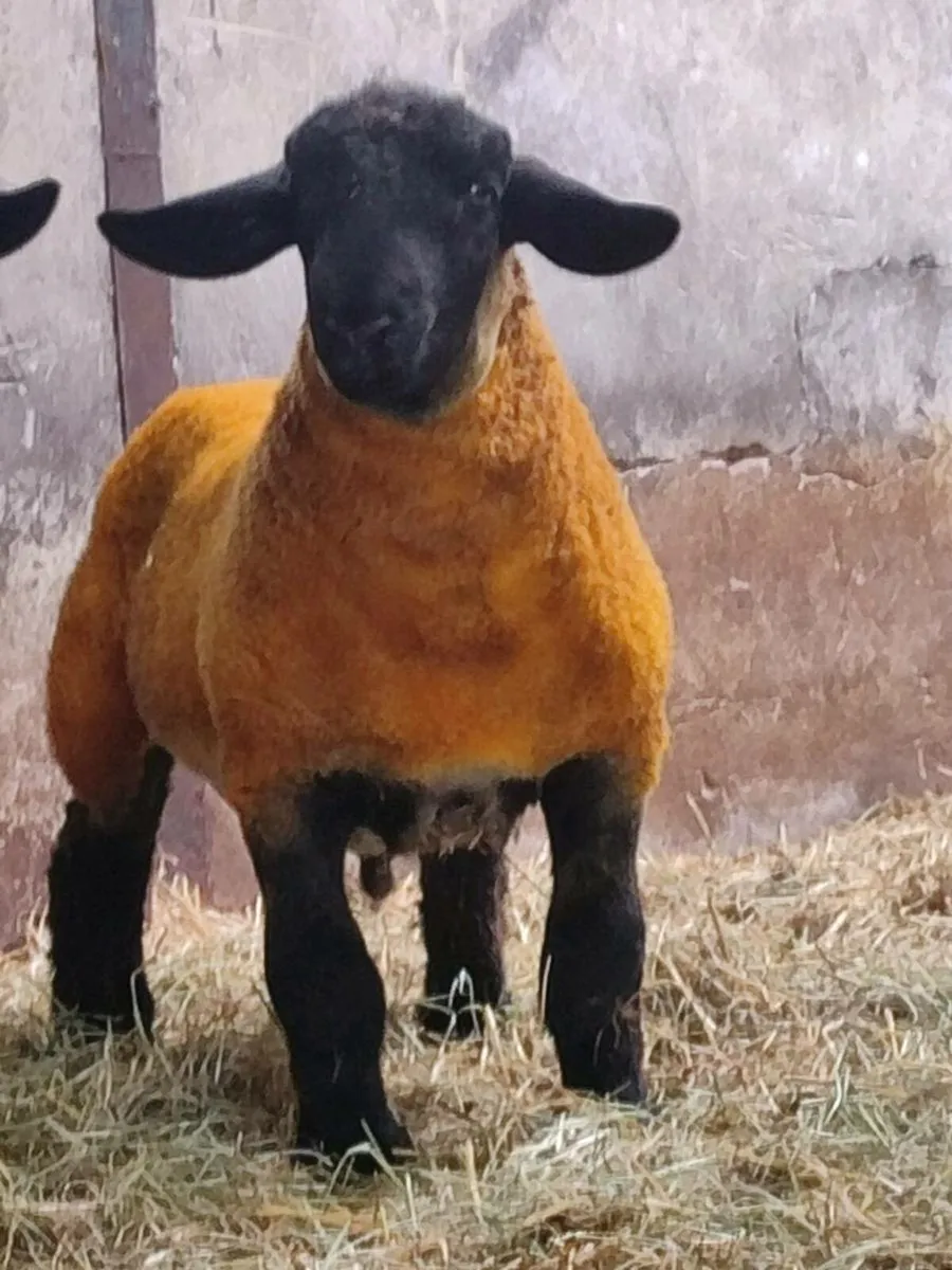 Suffolk Ram Lambs - Image 4