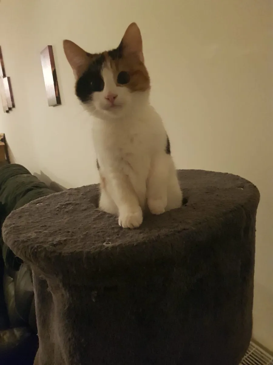 Cat - Image 1