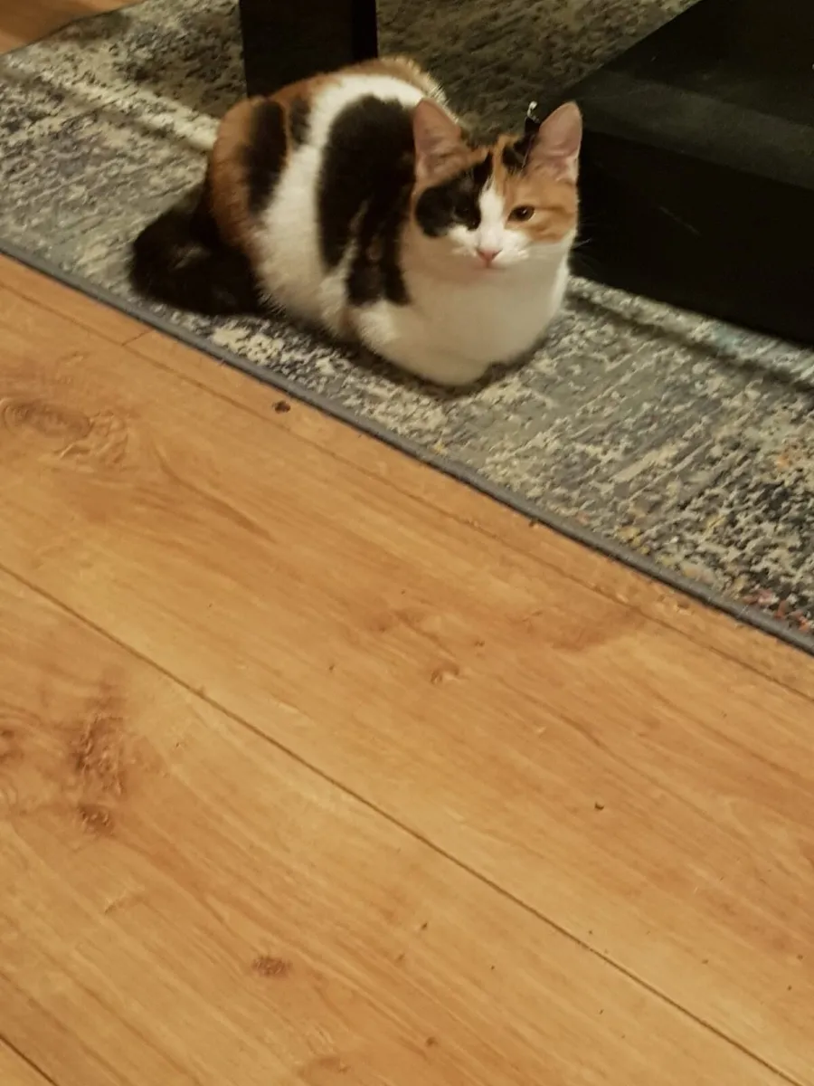 Cat - Image 2
