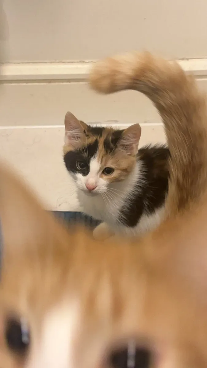 Cat - Image 3