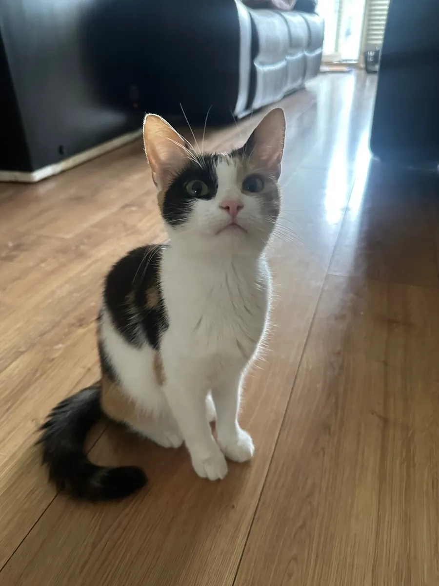 Cat - Image 4