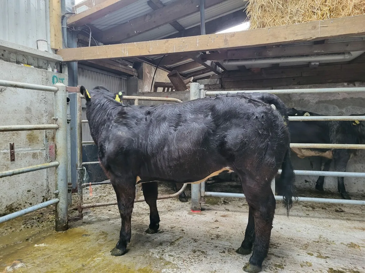 Super BB Heifer - Image 2