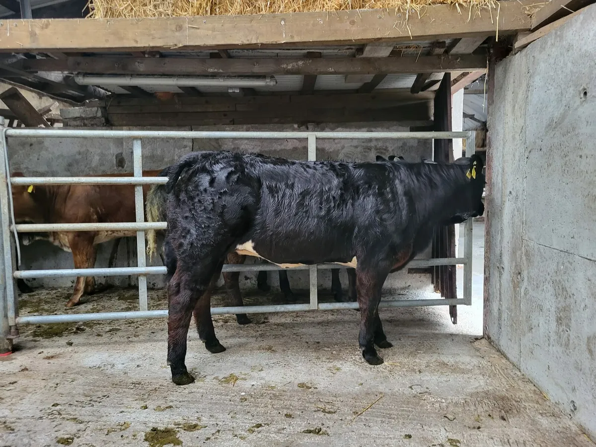 Super BB Heifer - Image 3