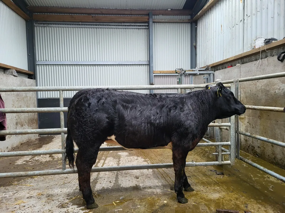 Super BB Heifer - Image 1