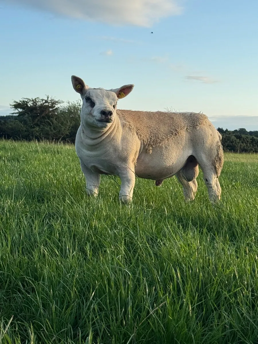 Texel Ram Lambs SIS Eligible - Image 1