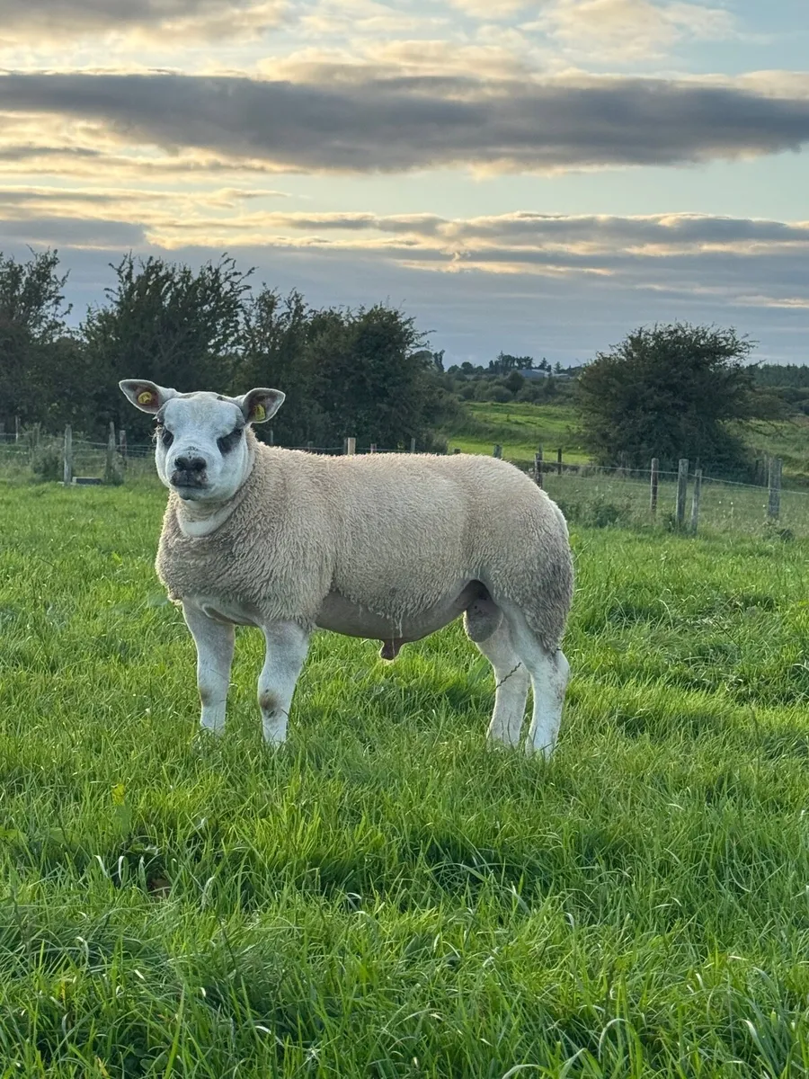 Texel Ram Lambs SIS Eligible - Image 2
