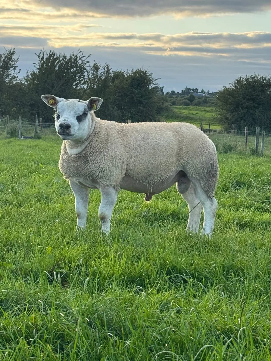 Texel Ram Lambs SIS Eligible - Image 3