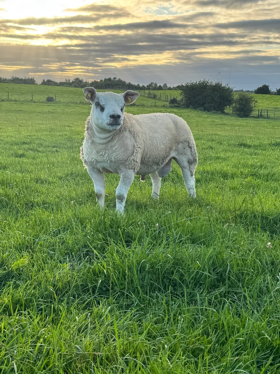 Texel Ram Lambs SIS Eligible - Image 4
