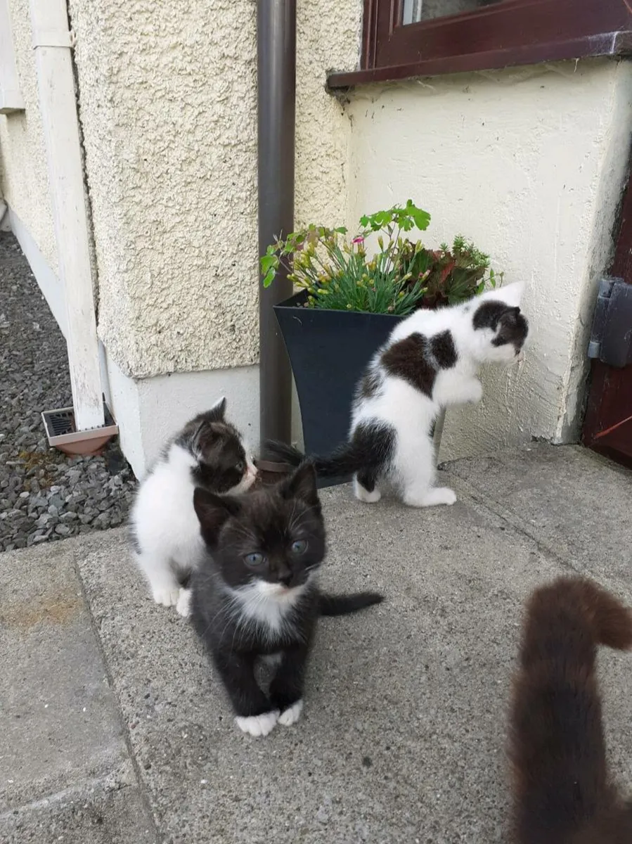Beautiful female kittens - Image 2