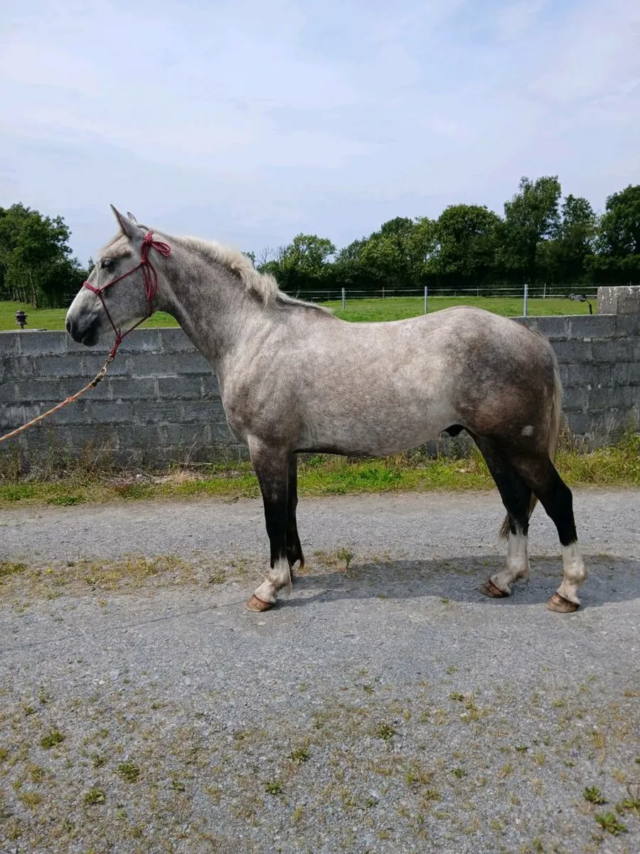 Irish draught gelding - Image 1