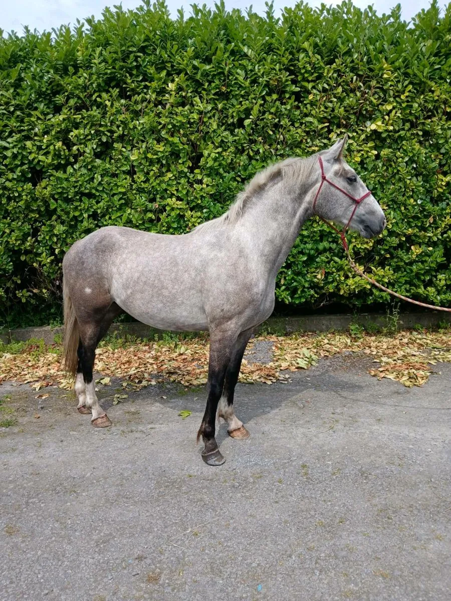 Irish draught gelding - Image 2
