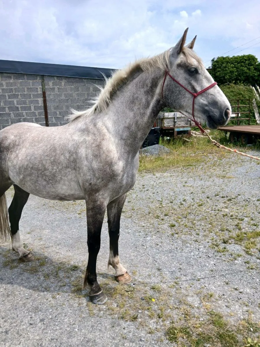 Irish draught gelding - Image 3