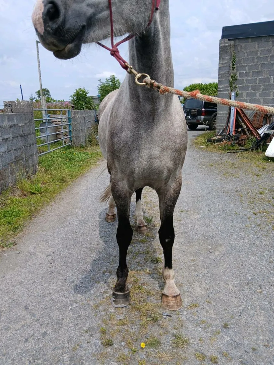 Irish draught gelding - Image 4