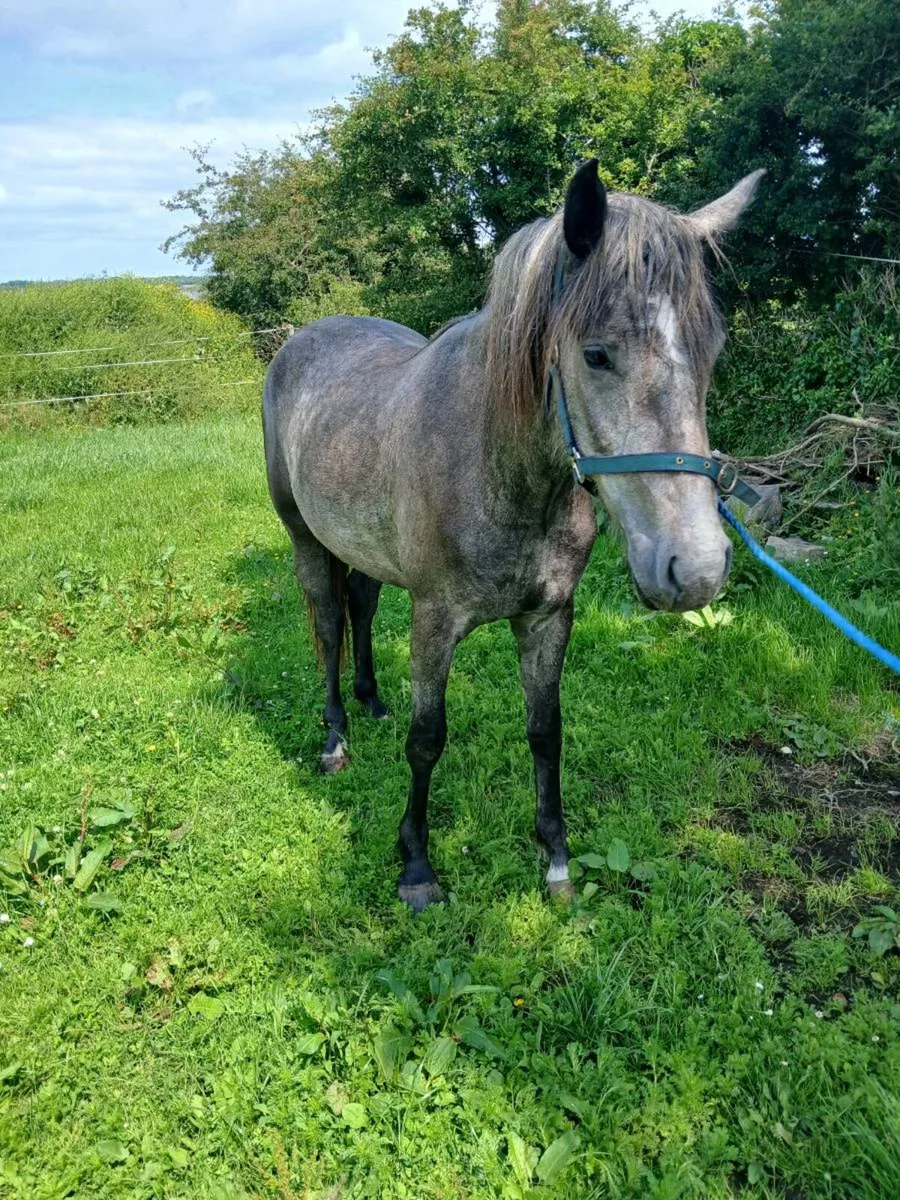 2 year old irish draught - Image 1