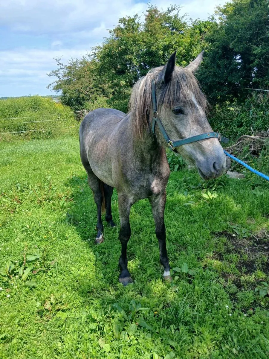 2 year old irish draught - Image 2