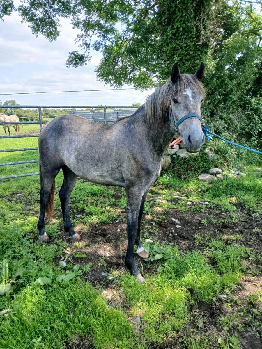 2 year old irish draught - Image 3