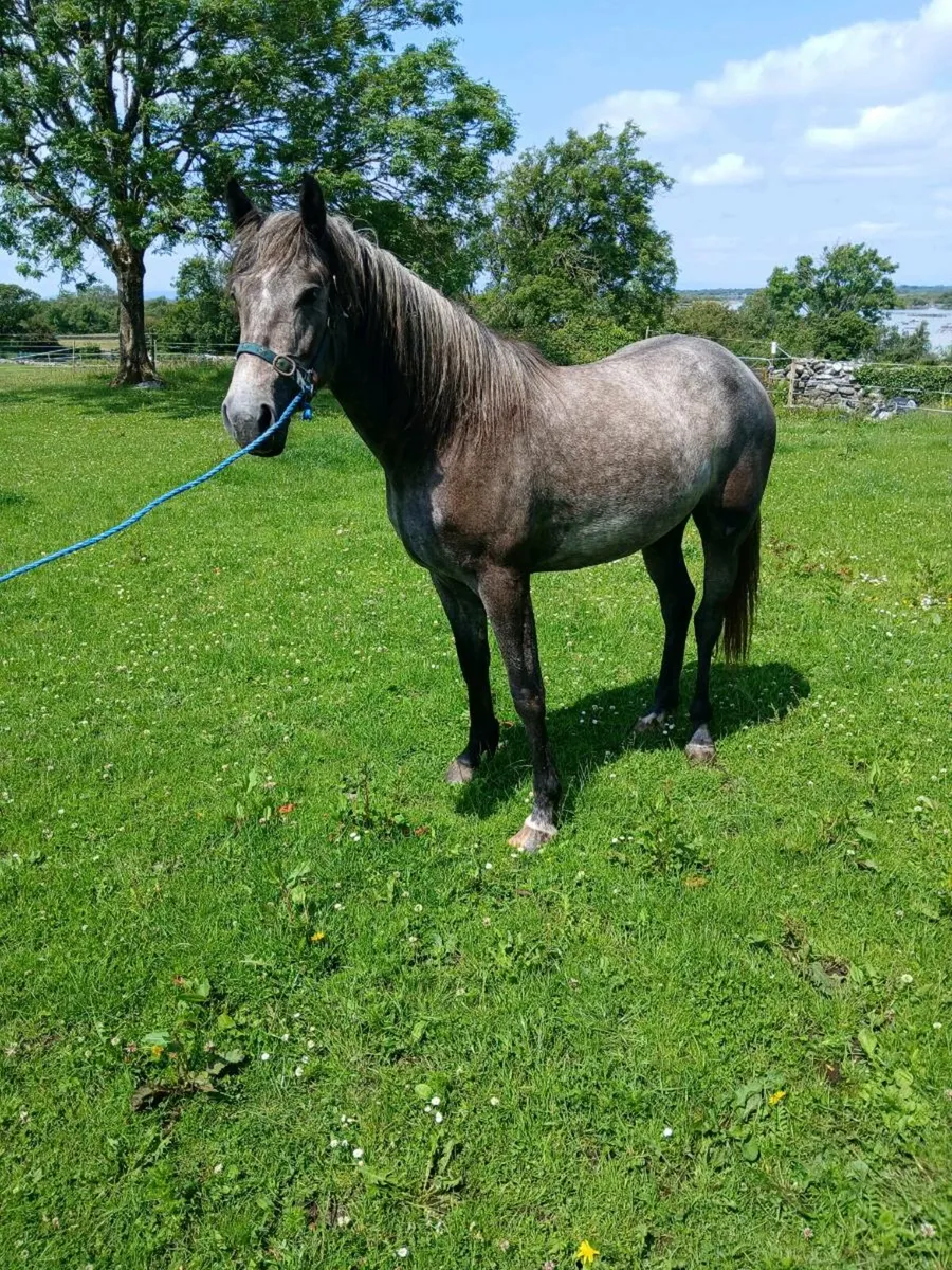 2 year old irish draught - Image 4