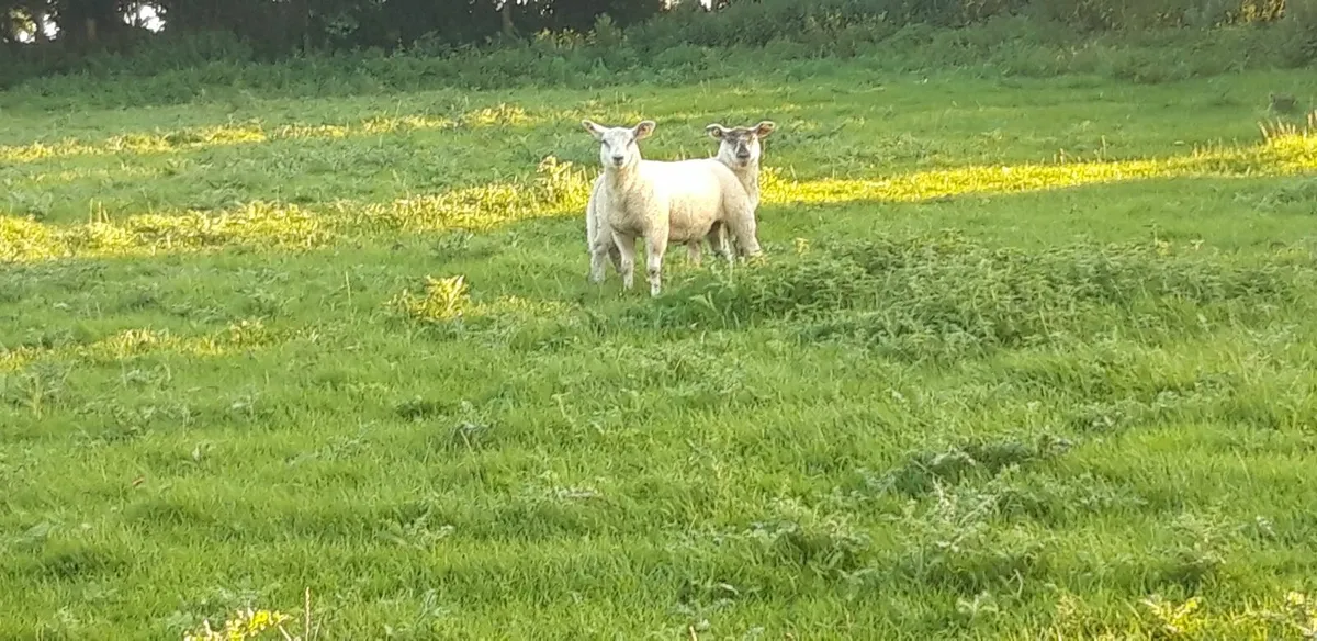 30 Store lambs - Image 2