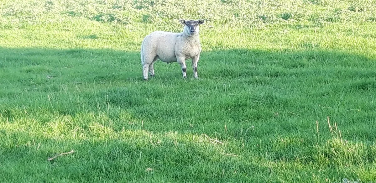 30 Store lambs - Image 1