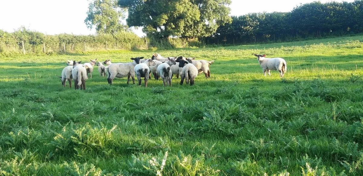 30 Store lambs - Image 4