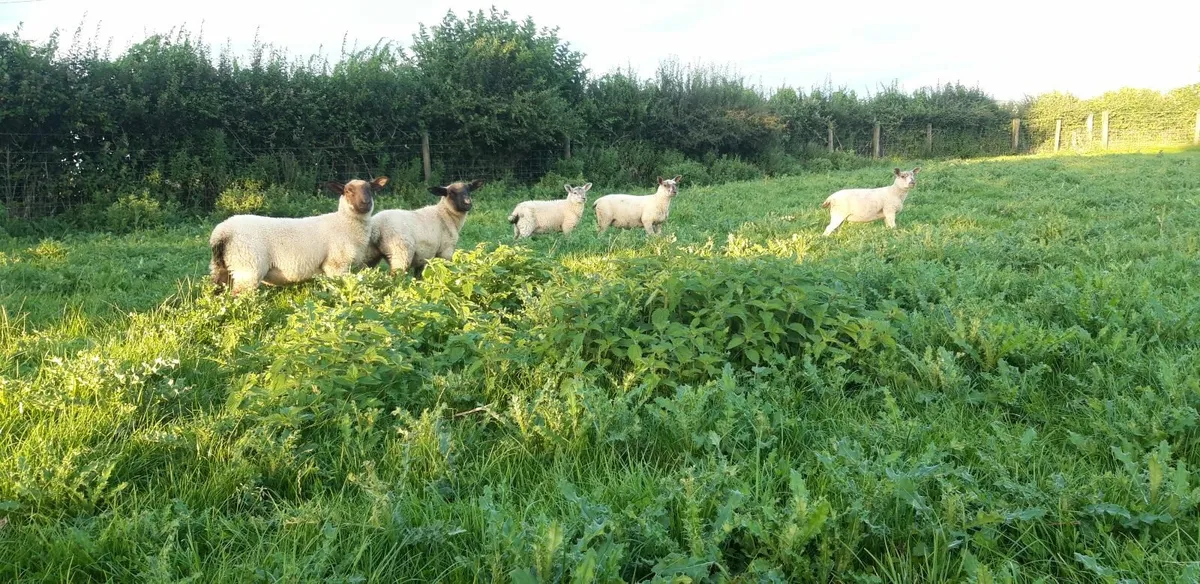 30 Store lambs - Image 3
