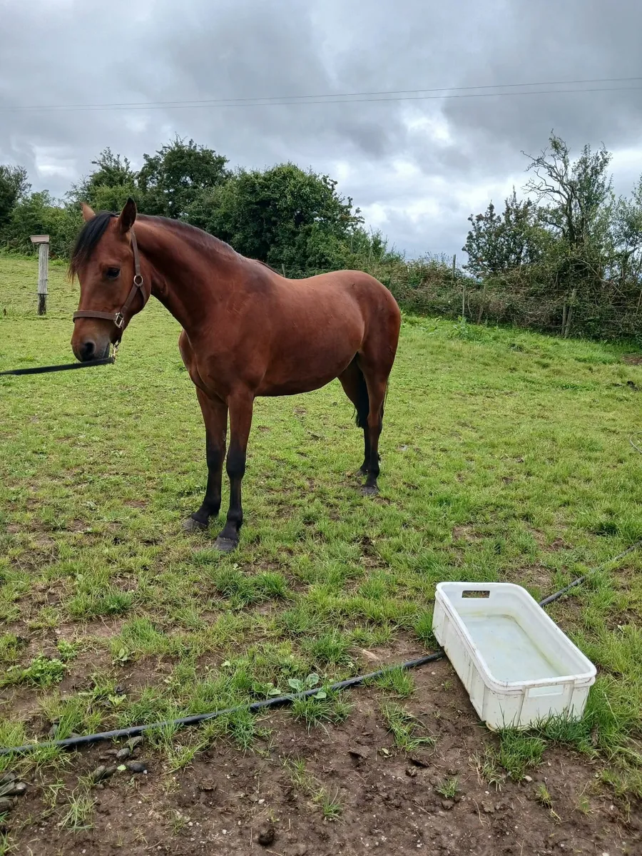 Pony - Image 1