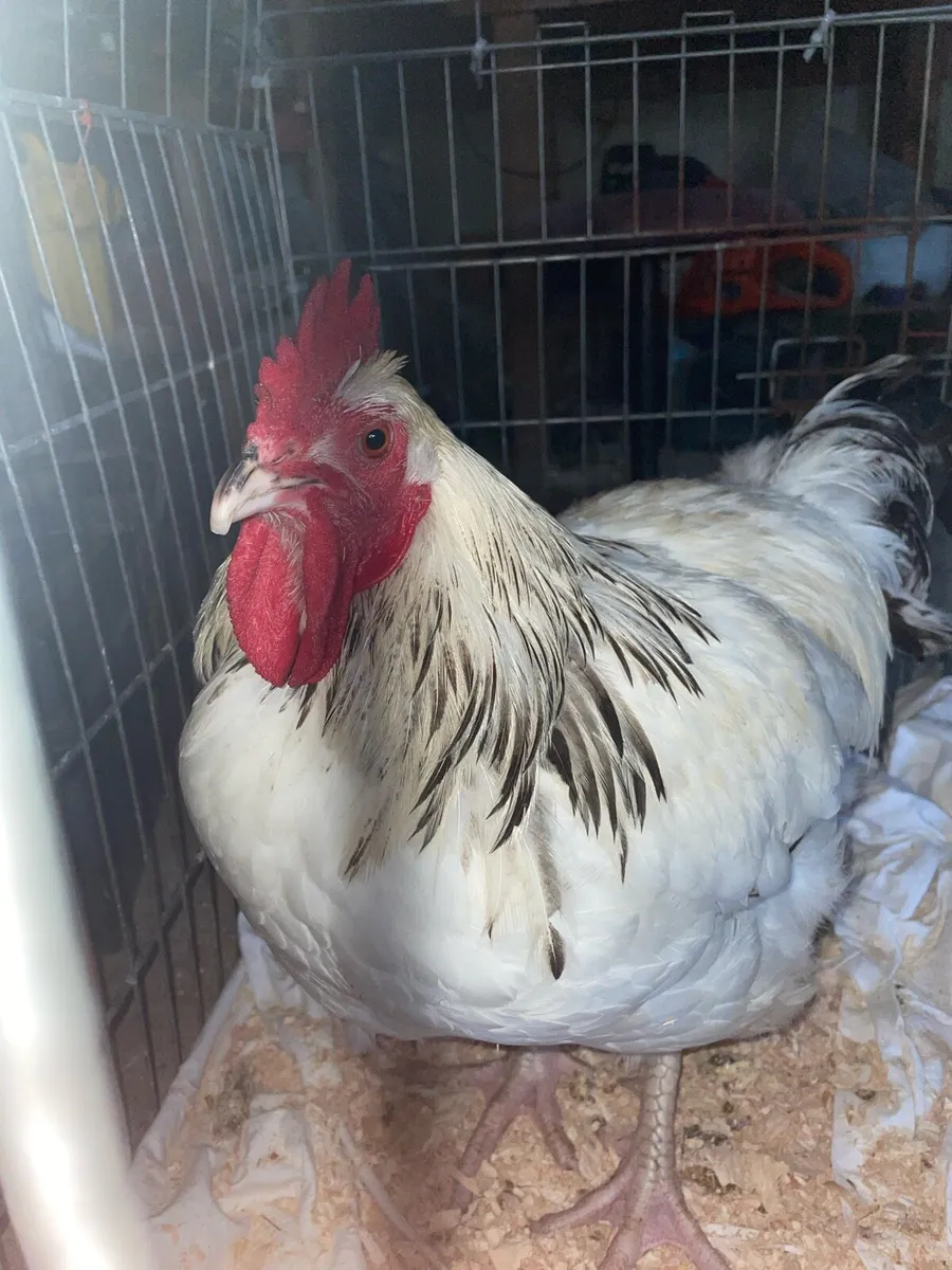 Rooster - Image 1