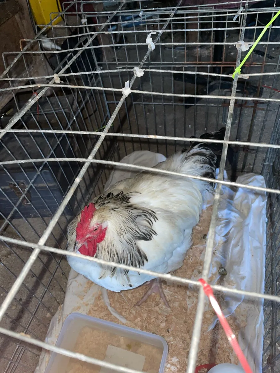 Rooster - Image 2