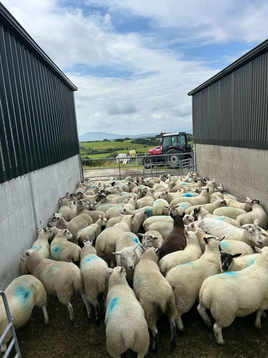 Texel cross Store Lambs - Image 3