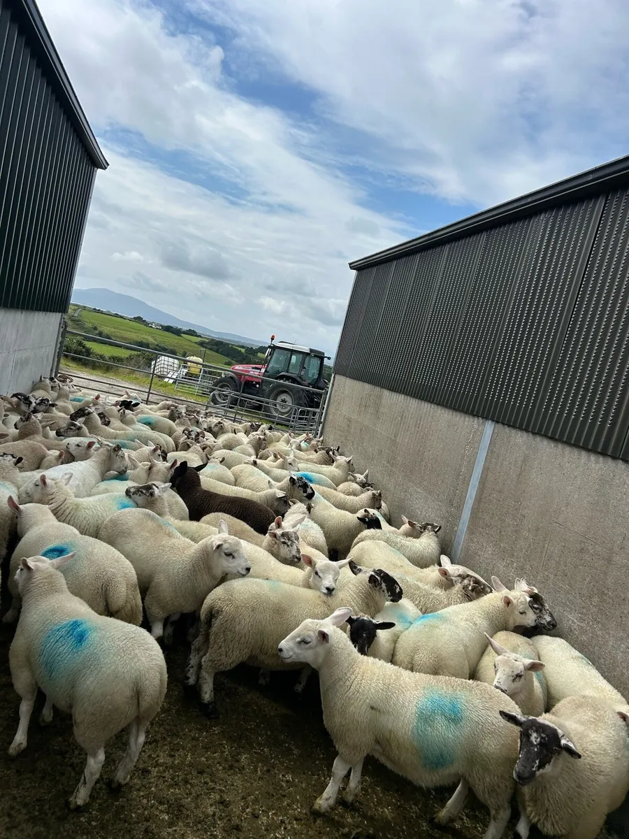 Texel cross Store Lambs - Image 2