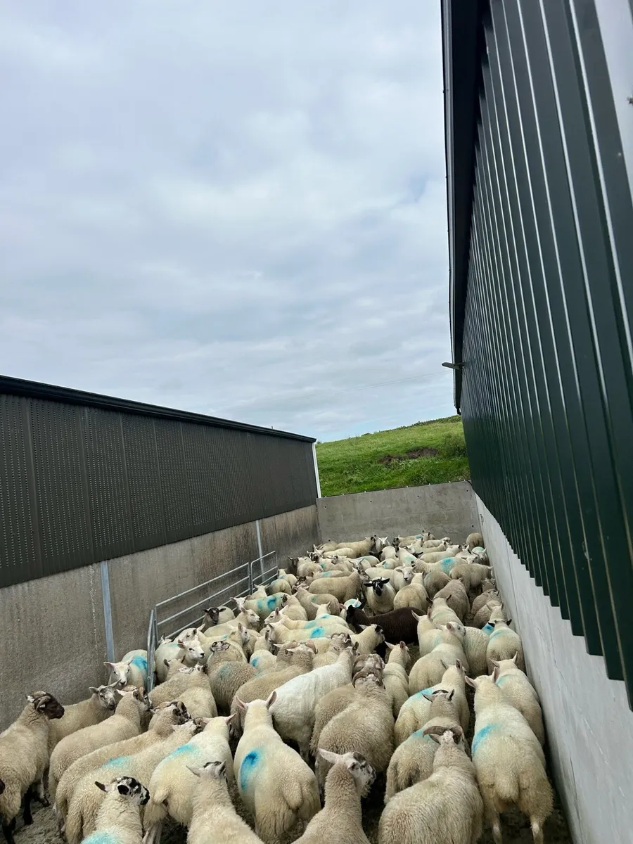 Texel cross Store Lambs - Image 1