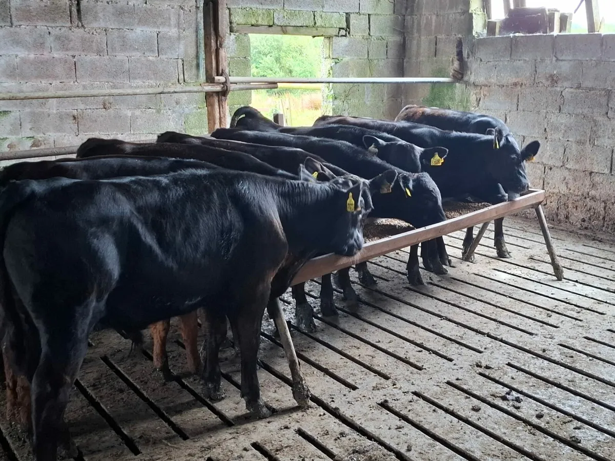 Angus Runner Bulls - Image 1