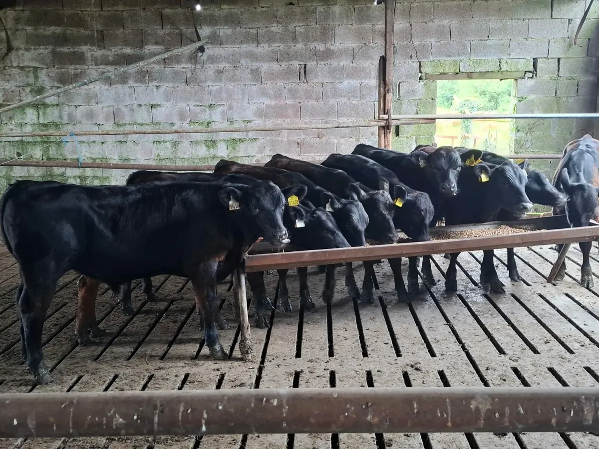 Angus Runner Bulls - Image 2